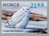 (image for) 2018 Birds - Snowy Owl