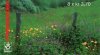 (image for) 1997 Insects I (Booklet)