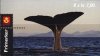(image for) 2000 Sperm Whale (Booklet)