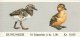 (image for) 1980 Birds (10 Kr)