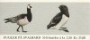 (image for) 1983 Birds (25 Kr)