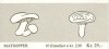 (image for) 1988 Fungi II (Booklet)