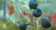 (image for) 1995 Wild Berries I (Booklet)