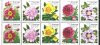 (image for) 2001 Peonies