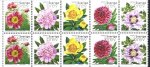 (image for) 2001 Peonies