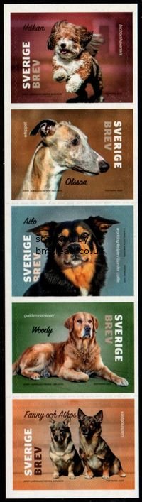 (image for) 2020 Dogs