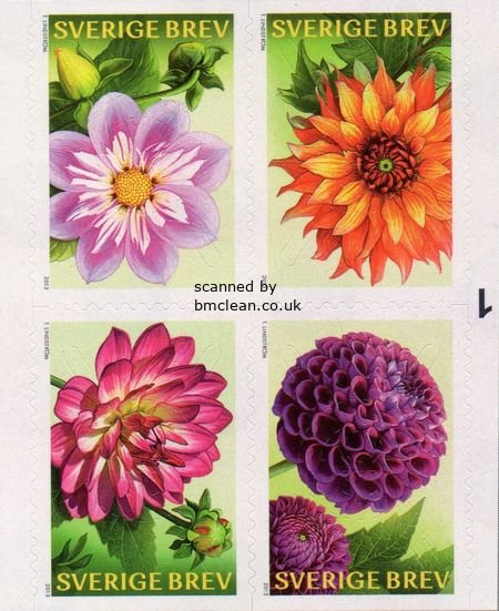 (image for) 2013 Dahlias