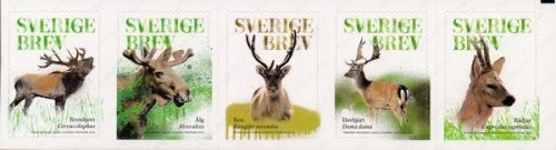 (image for) 2016 Deer
