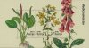 (image for) 2017 Medicianal Plants M/S