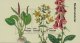 (image for) 2017 Medicianal Plants M/S