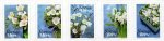 (image for) 2017 Winter Flowers